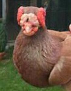  - B E R B E R I  ---    BARBS  PIGEONS