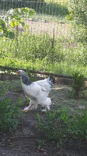 received_2280070932072514 - Brahma 2019