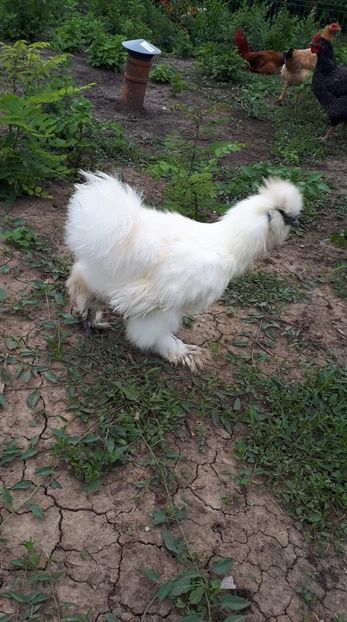 received_2286134845048582 - Matase Japoneză 2019