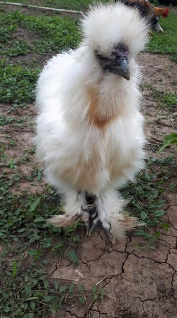 received_2226266914369693 - Matase Japoneză 2019