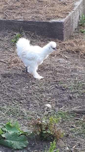 received_2395615180716098 - Matase Japoneză 2019