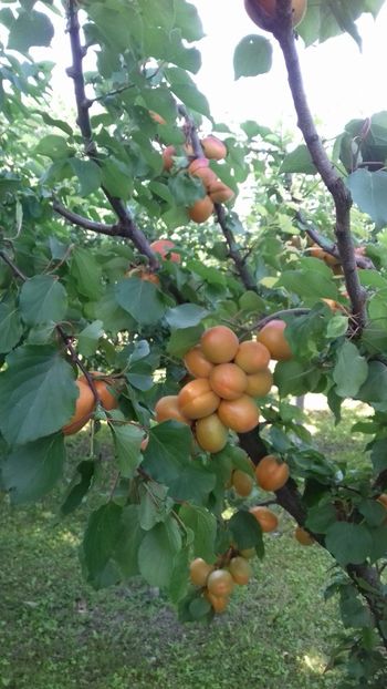  - 7-Vara și alaiul ei de bucurii în trenul vieții!