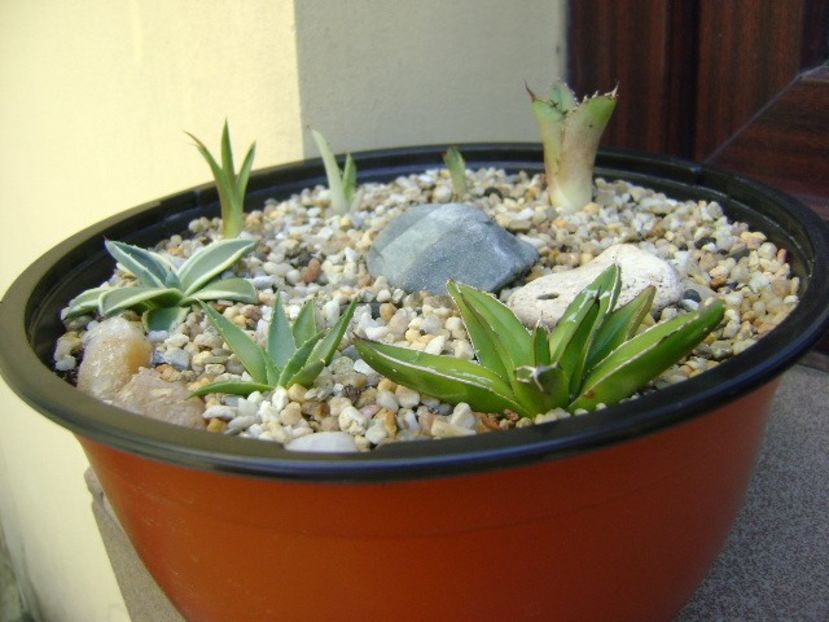 Grup de 7 lastari de agave - Agave si Yucca 2017