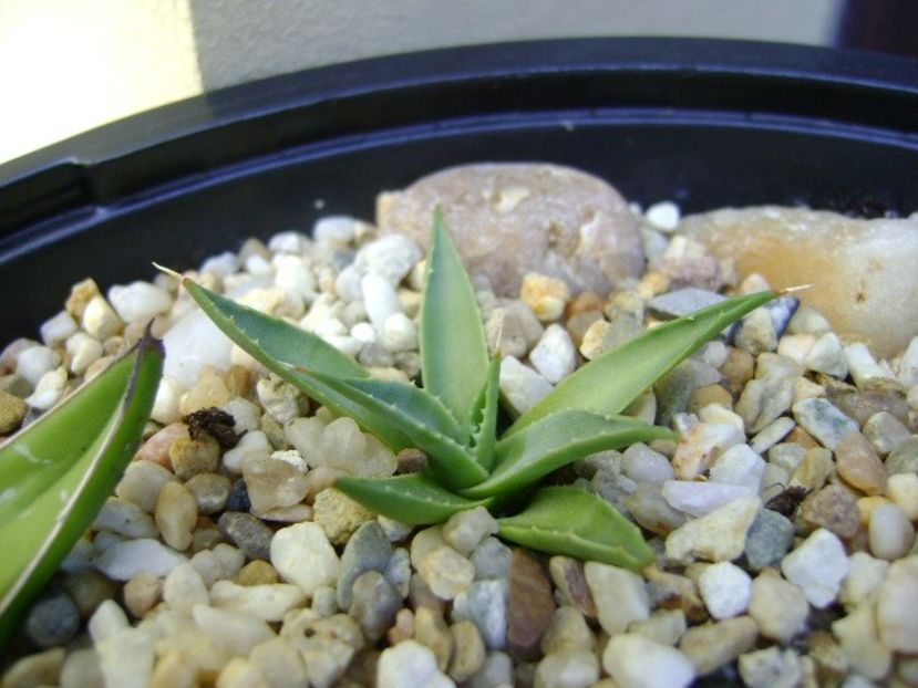 Agave sp. - Agave si Yucca 2017