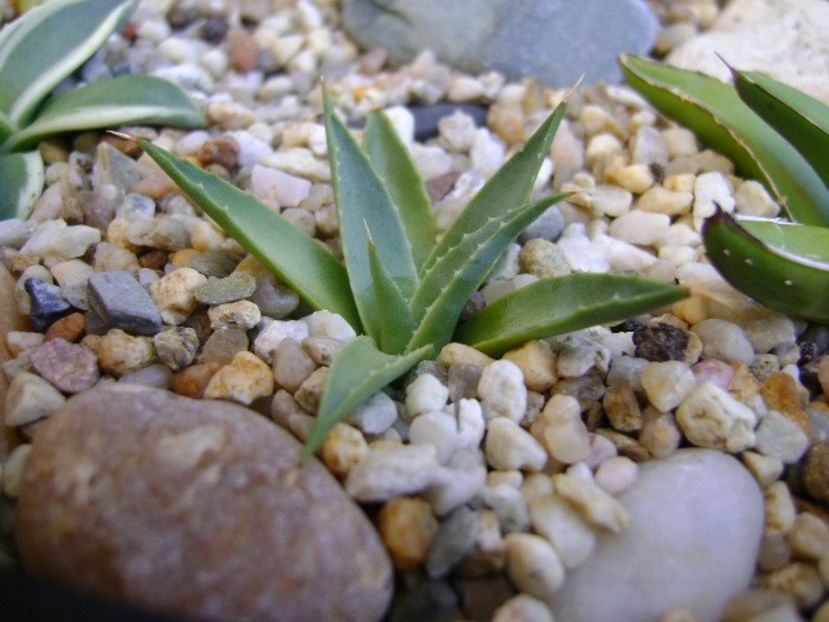 Agave sp. - Agave si Yucca 2017