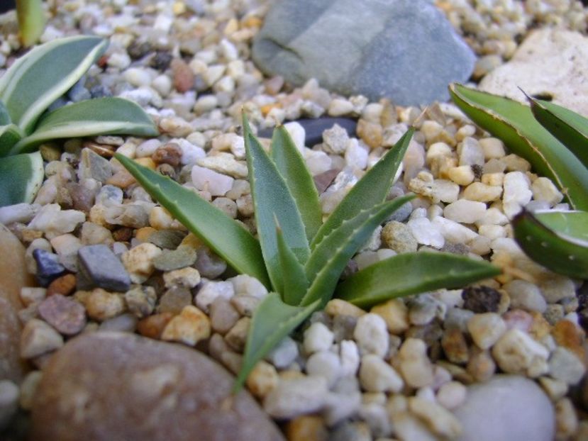 Agave sp. - Agave si Yucca 2017