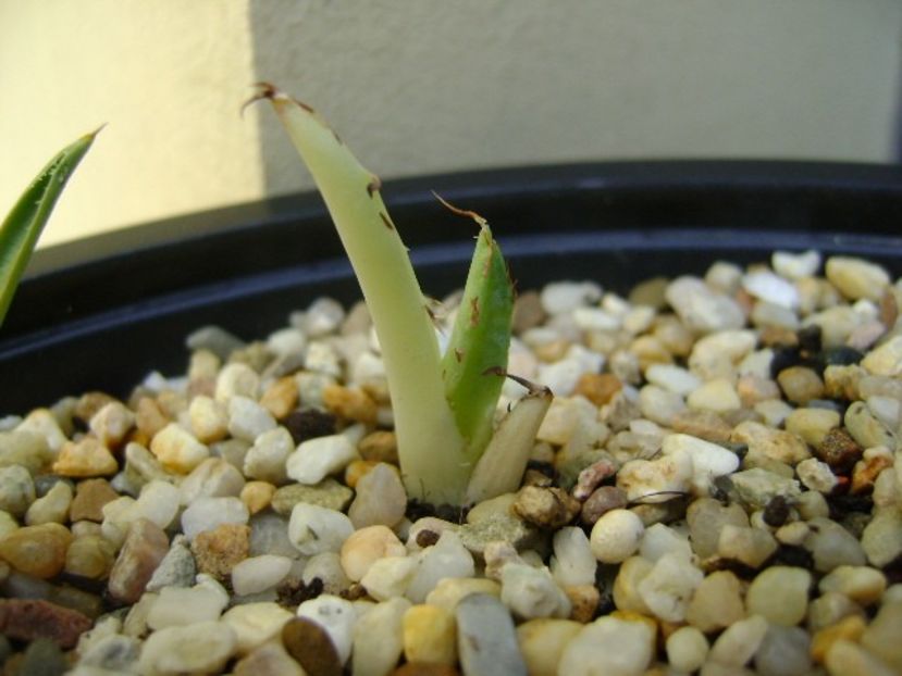 Agave titanota - Agave si Yucca 2017