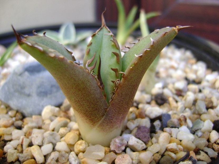 Agave titanota cv. White Ice - Agave si Yucca 2017