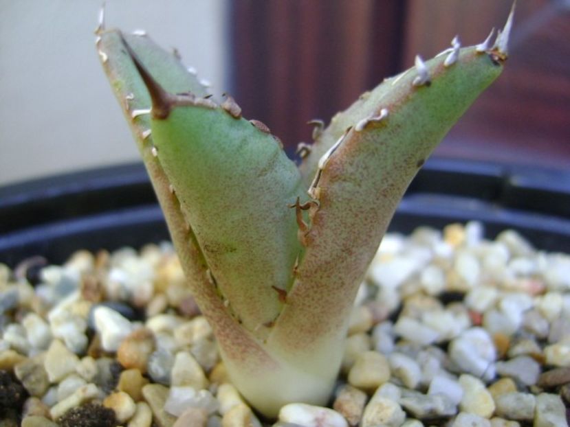 Agave titanota cv. White Ice - Agave si Yucca 2017