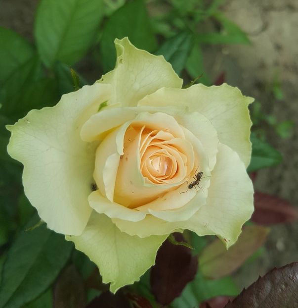  - U-GRADINA MEA
