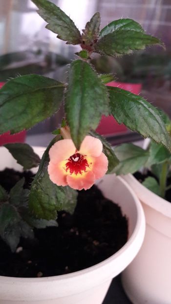 Yellow Queen Hy - 10 Achimenes 2019