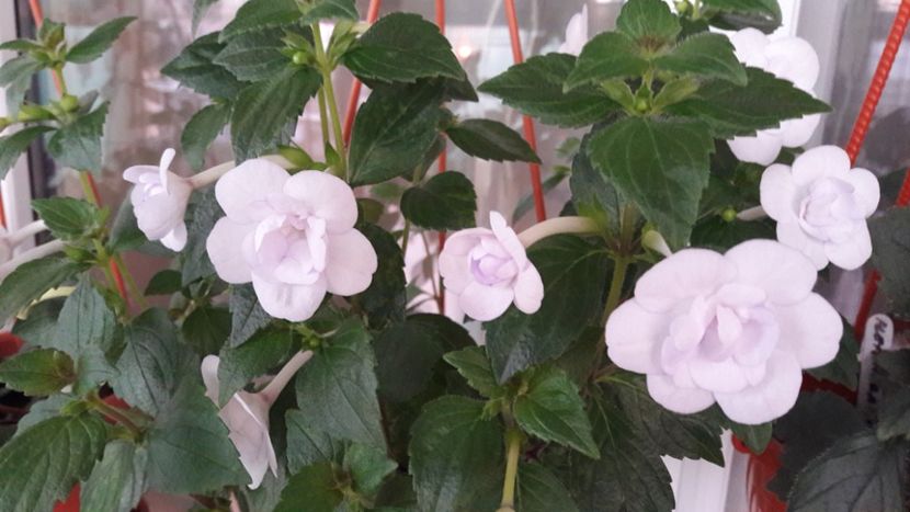  - 10 Achimenes 2019