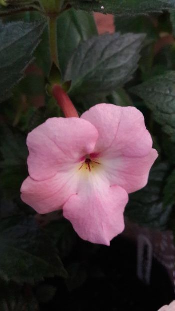 Harecroft - 10 Achimenes 2019