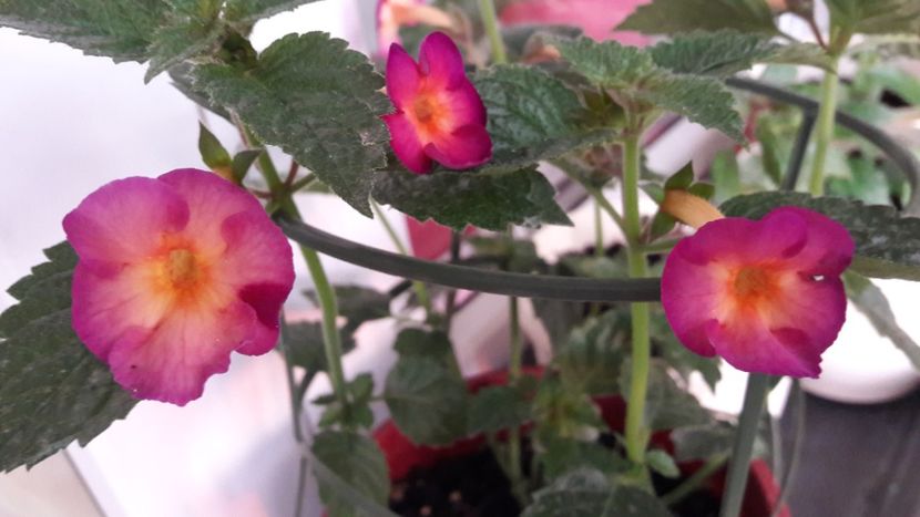 Dark sun - 10 Achimenes 2019
