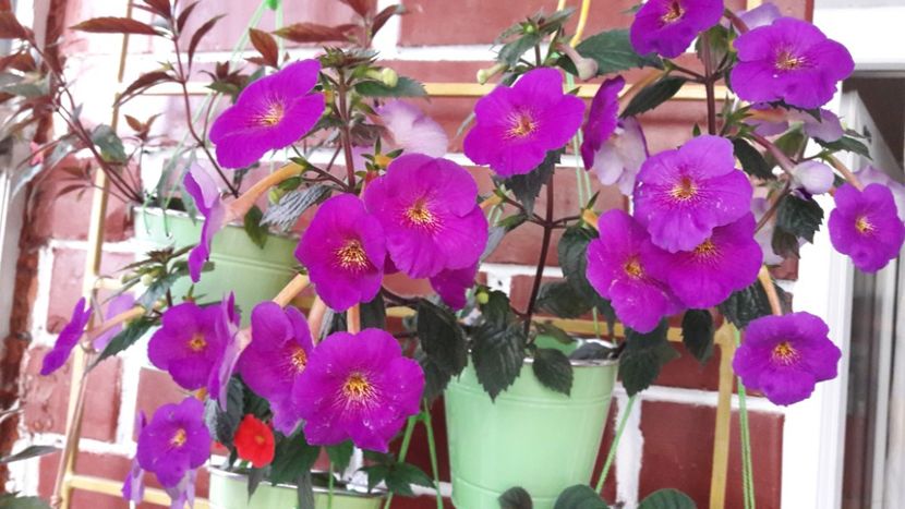 Extravaganza - 10 Achimenes 2019
