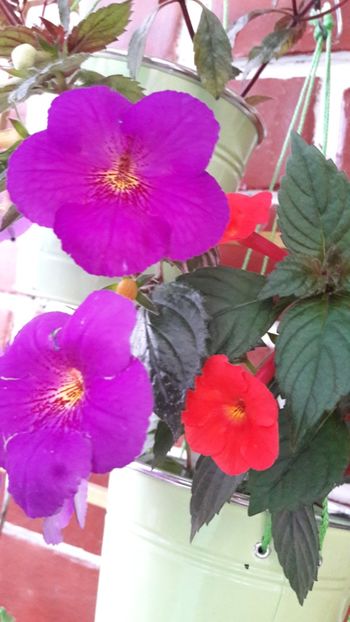  - 10 Achimenes 2019