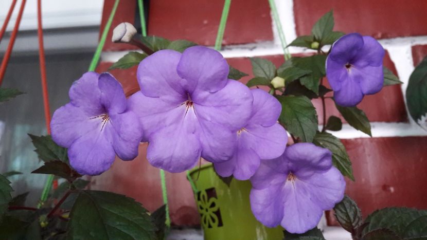 - 10 Achimenes 2019