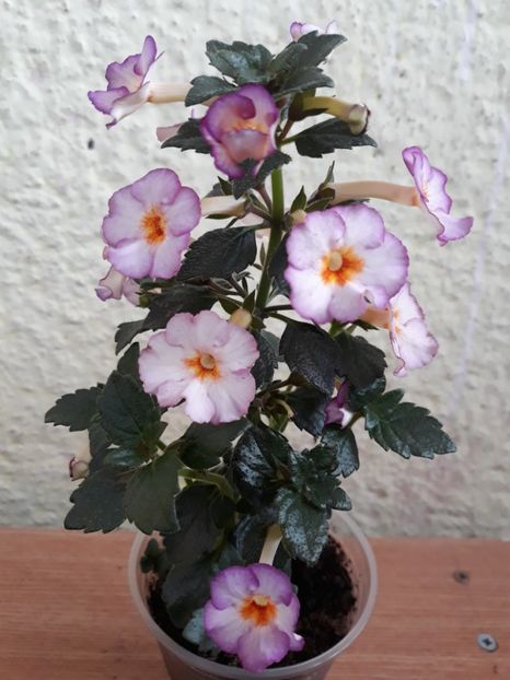  - 0001 2022 - Coup de Foudre