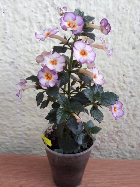  - 0001 2022 - Coup de Foudre