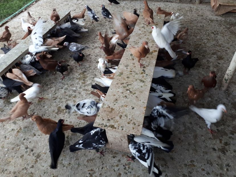  - I _ carunculați 2019