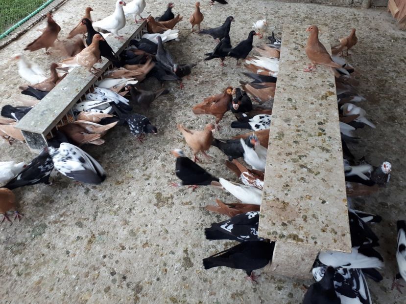  - I _ carunculați 2019