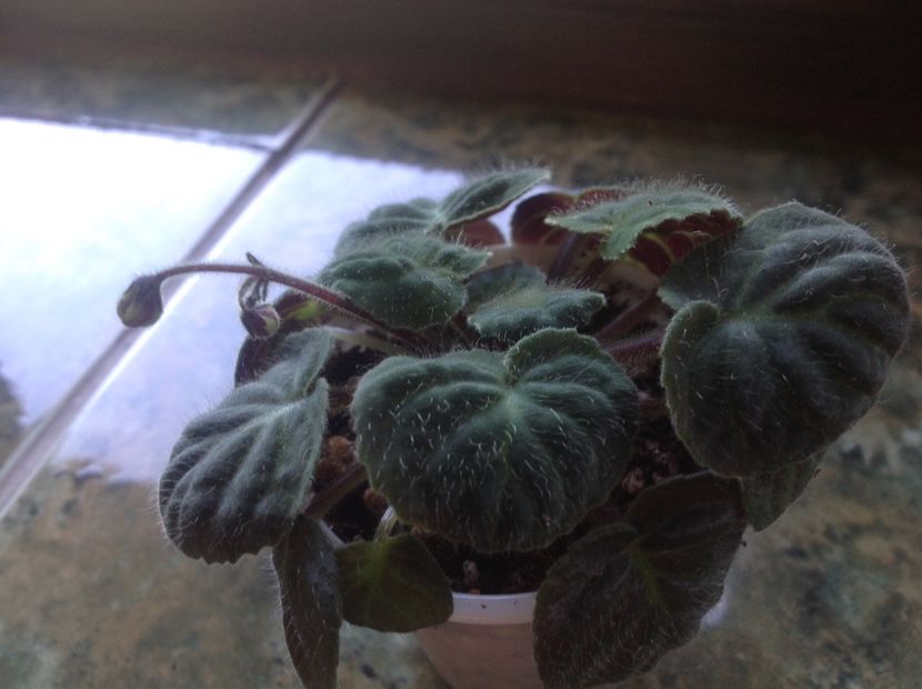  - Saintpaulia ionantha subsp velutina lite