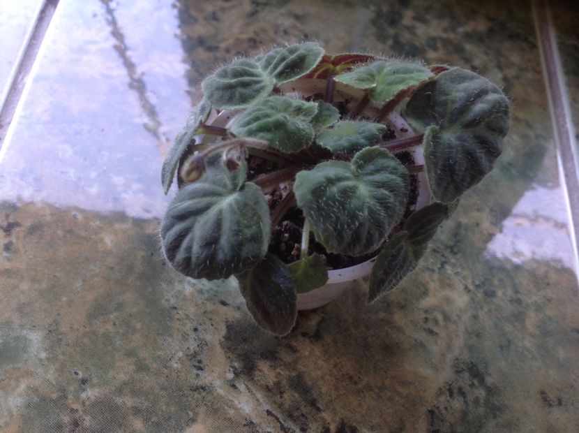  - Saintpaulia ionantha subsp velutina lite