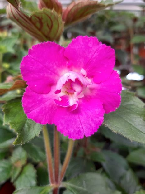 BriD’s Isabella - Achi din semințe BriDs 2019