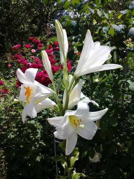  - Crini de gradina 2015- prezent