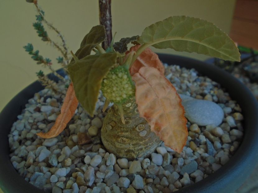 Dorstenia foetida - Caudiciforme si bulbi 2019