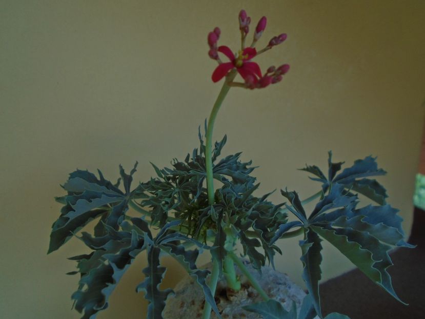 Jatropha berlandieri - Caudiciforme si bulbi 2019