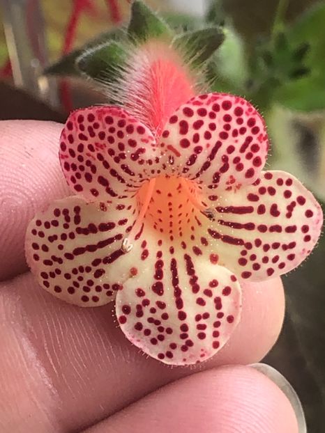 Maja Graddnos 1 - KOHLERIA