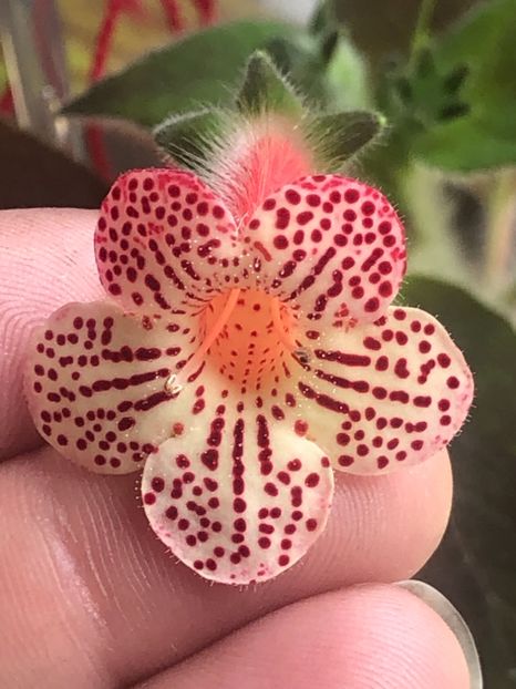 Maja Graddnos 2 - KOHLERIA