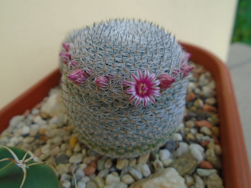 Mammillaria perbella cv. superfina - Cactusi 2019 bis