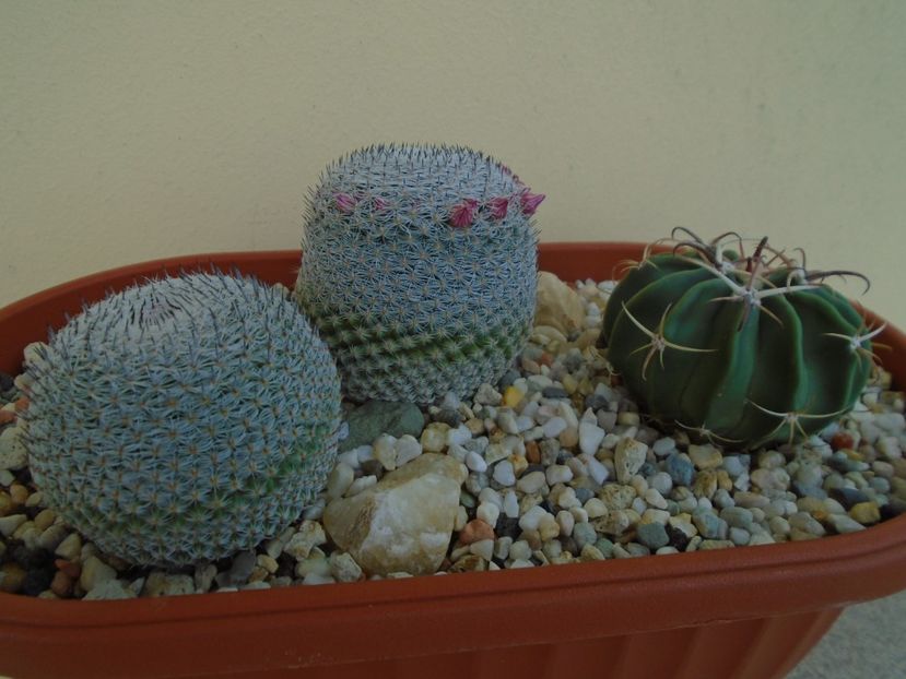 Mammillaria perbella cv. superfina & Echinocactus (Homalocephala) texensis - Cactusi 2019 bis
