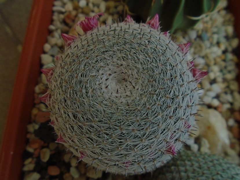 Mammillaria perbella cv. superfina - Cactusi 2019 bis