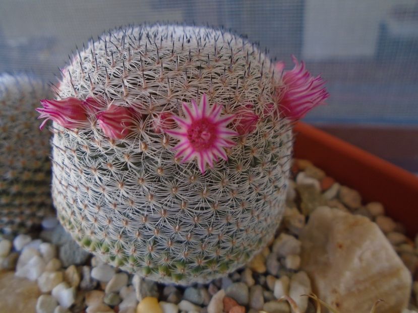 Mammillaria perbella cv. superfina - Cactusi 2019 bis