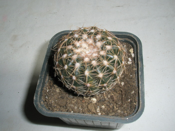 Notocactus de la Tria's - 19.02