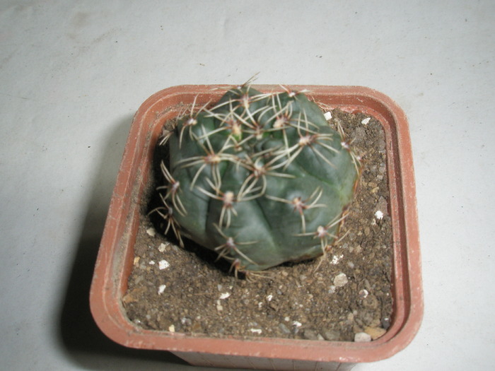 Gymnocalycium de la Obi - 21.02 - achizitii 2010