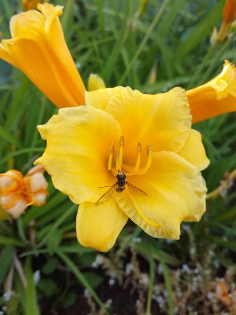 Stella D'Oro - Hemerocallis 2020