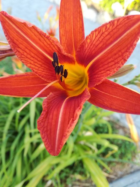 Fulva - Hemerocallis 2020