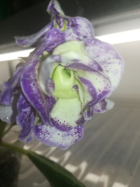 19-23 - gloxinii si minisiningii 2019