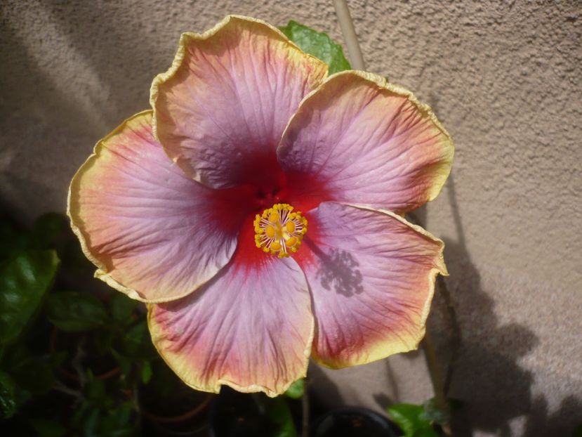 20.06.2019 - HIBISCUSI 2019-1