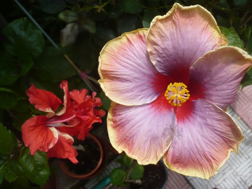 P1420021 - HIBISCUSI 2019-1