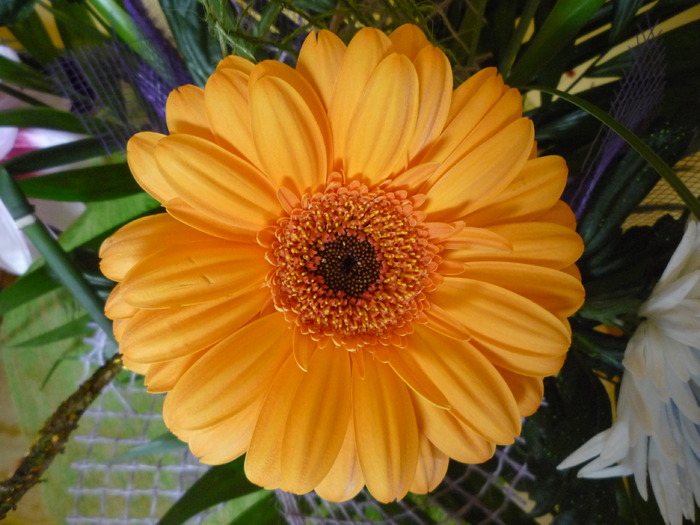 gerbera; gerbera
