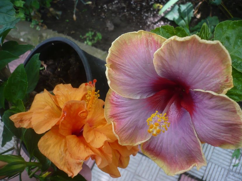 P1420022 - HIBISCUSI 2019-1