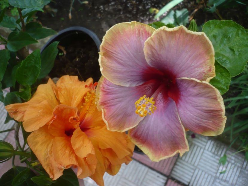 P1420023 - HIBISCUSI 2019-1