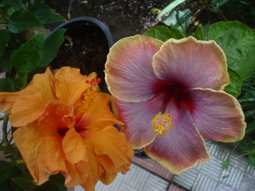 P1420024 - HIBISCUSI 2019-1