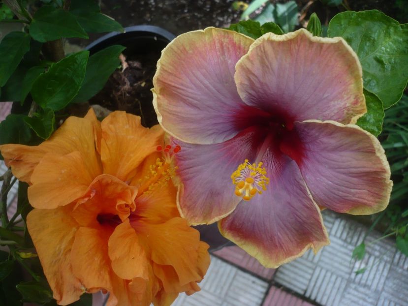 P1420025 - HIBISCUSI 2019-1