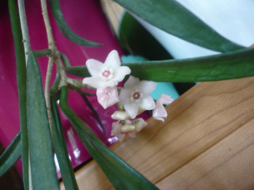 20.06.2019 - HOYA 2019